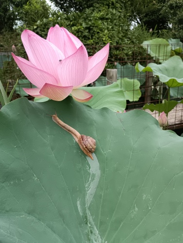 蓮の花 | 吉備中央町 つなちゃんさん