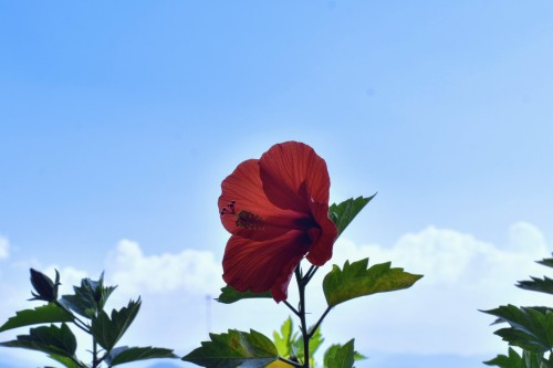 ハイビスカスと夏空 | 高松市 ジェネラル・ポチさん