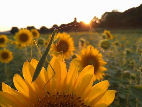 カマキリと共に夕陽に感動 | 倉敷市 まるちゃんさん