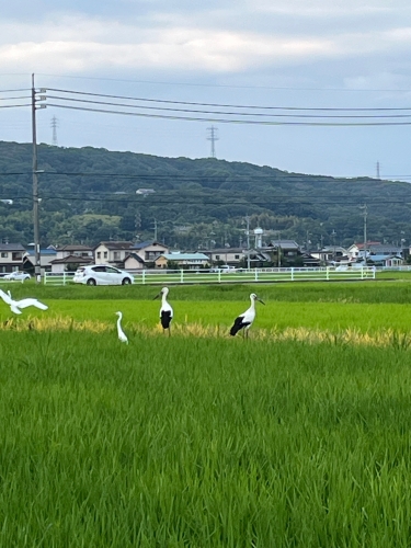 コウノトリ発見 | 岡山市　鬼羅さん