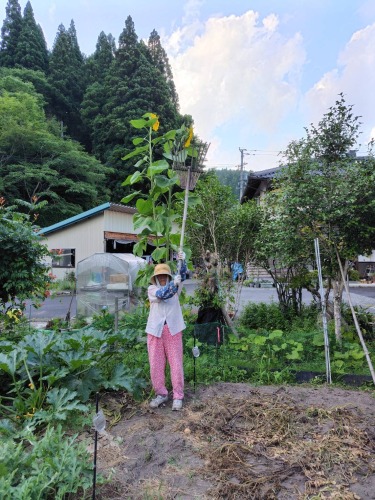 超ロングのっぽひまわり！ | 真庭市　完田さん