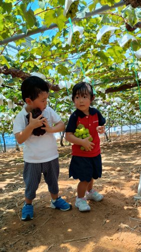 初めてのブドウ狩り | 備前市　山口さん