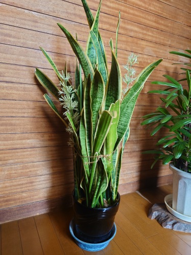 サンスベリアの花 | 岡山市 つねみかさん