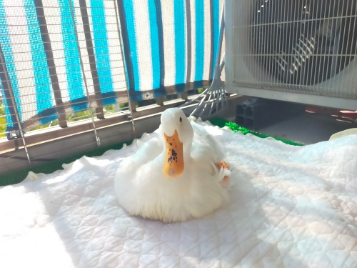 水浴び後の特等席 | 真庭市 おひるのばあちゃんさん