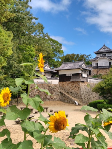 備中松山城のひまわり | 総社市 ミニチャンさん