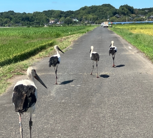 みんなでお散歩？ | 勝央町　コムママさん