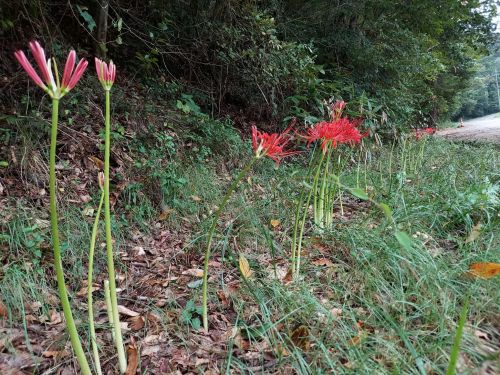 秋へ加速、彼岸花が開花！ | 高梁市　丹下さん