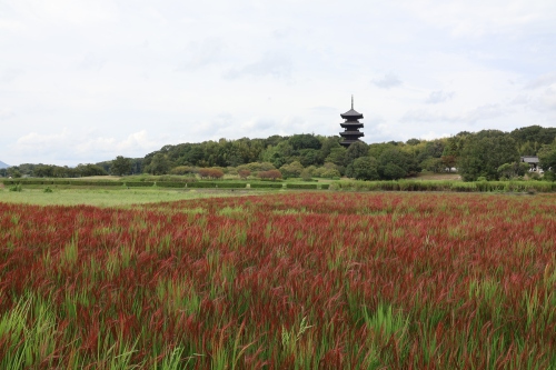 赤米の風景 | 総社市　田原さん