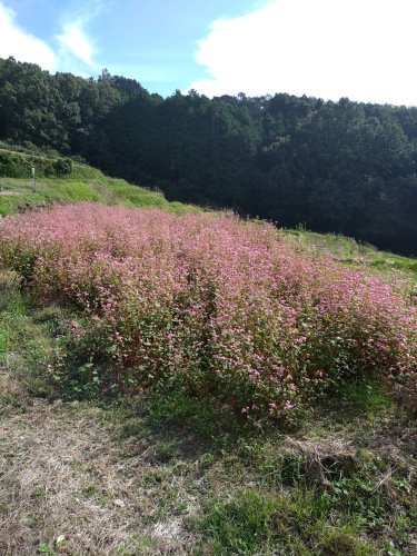 蕎麦の花 | 高梁市 片山さん