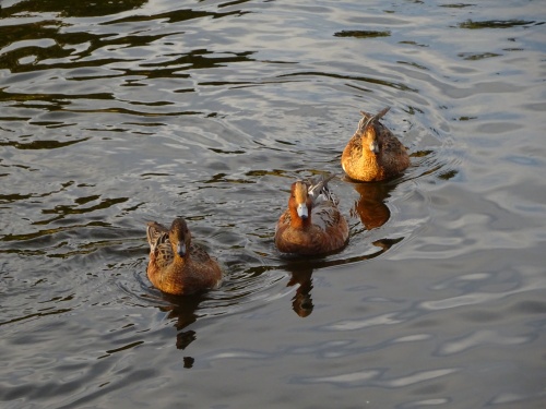 冬の使者　カモ来る | 倉敷市　まるちゃんさん