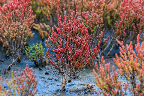 アッケシソウの紅葉 | 浅口市　kentomさん