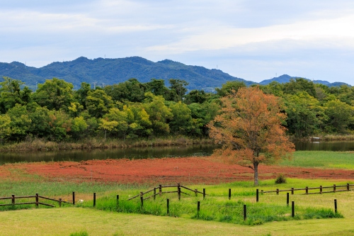 アッケシソウの紅葉 | 浅口市　kentomさん