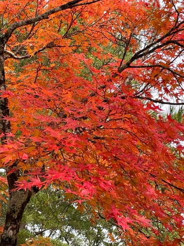 初もみじ | 高梁市　まこりんさん