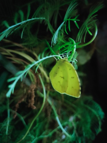 紋黄蝶 | 三豊市　まささん