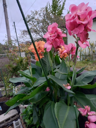 カンナ | 津山市　県北のしゃぼん玉さん