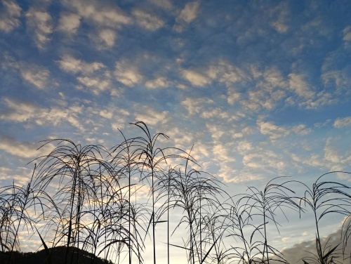 朝の散歩 | 美作市　kaiちゃんさん