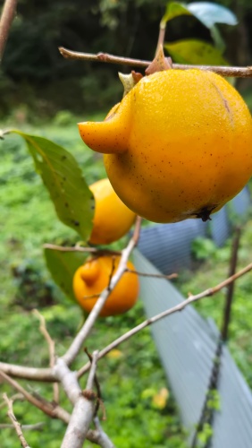 何かの妖精みたいに角が!! | 高梁市　耕田さん