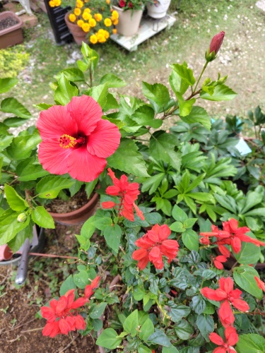 まだまだ頑張っています | 総社市　ミニチャンさん