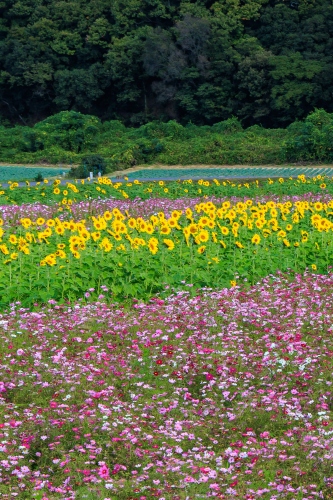 えっと、今の季節は？ | 浅口市　kentomさん