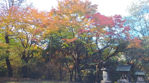 紅葉見てきたよー | 真庭市　おぴこさん
