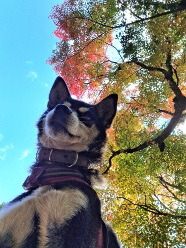紅葉見てきたよー | 真庭市　おぴこさん