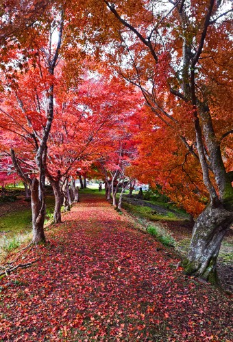 秋はヤッパリ紅葉狩り | 津山市　寺坂さん