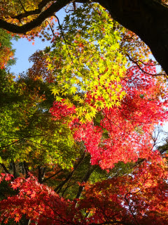 龍泉寺 紅葉の始まり | 倉敷市　まるちゃんさん