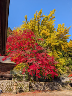 イロハモミジとイチョウ | 赤磐市　岡山8940さん
