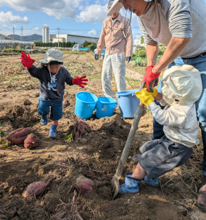 巨大なサツマイモ | 瀬戸内市　みるくさん