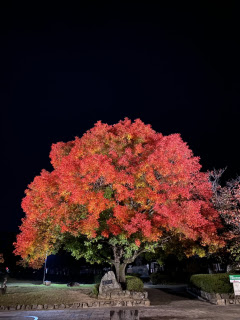 幻想的 | 井原市　さとちゃんさん