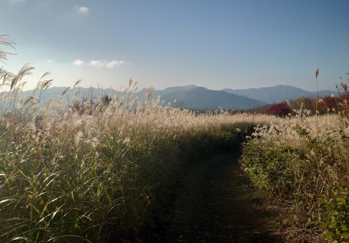 紅葉狩り | 備前市　土橋さん