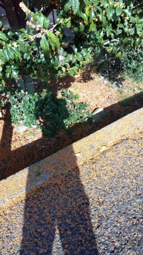 キンモクセイ、散る！ | 観音寺市　横山さん