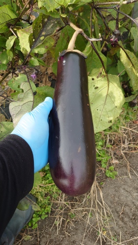 どえらいことに！ | 矢掛町　自然遊戯さん