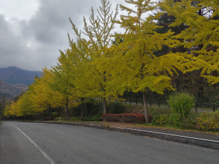 イチョウ並木 | 岡山市　黒さん