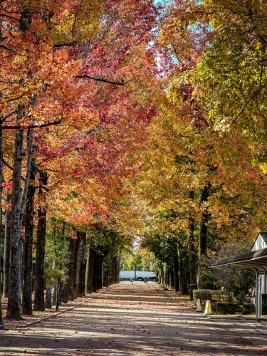 秋色のプロムナード | 岡山・北区　かんちゃんさん