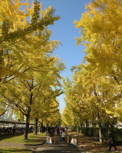 イチョウ並木 | 備前市　土橋さん