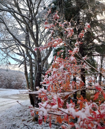 初雪 | 備前市　土橋さん