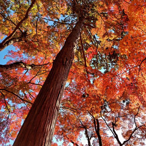 木漏れ日の隙間から。 | 坂出市　和田さん