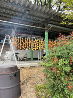 渋柿作り | 坂出市　ナナの父ちゃんさん