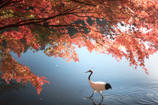 まるで絵画 | 倉敷市　メダカさん