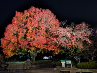 カイノキ | 井原市　ぶー太郎さん