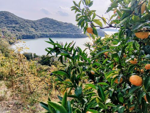 鹿久居島でのミカン狩り | 岡山市　小山さん