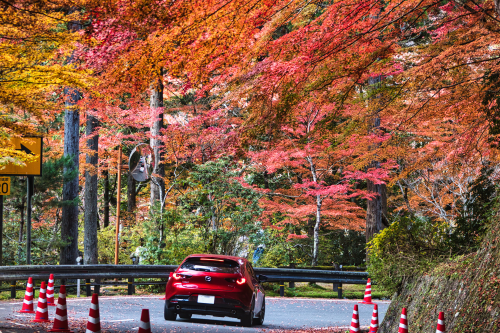 五彩繚乱 | 玉野市　たくみさん