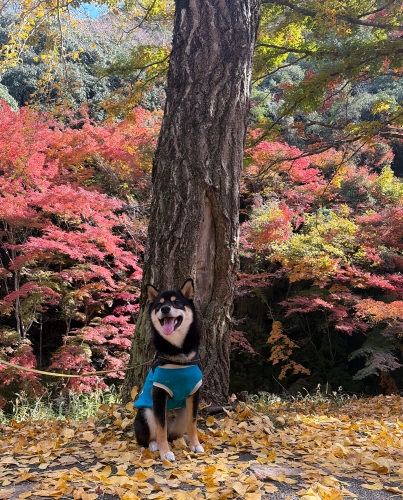 イエローカーペットでポーズ！ | 瀬戸内市　のりまきブラザーズさん