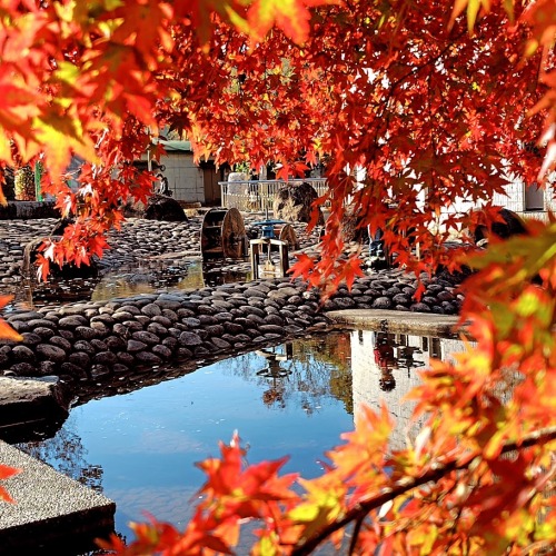 紅葉のパワー | 坂出市　和田さん