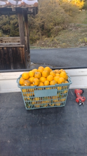 柚子が山盛り！ | 新見市　宮本さん