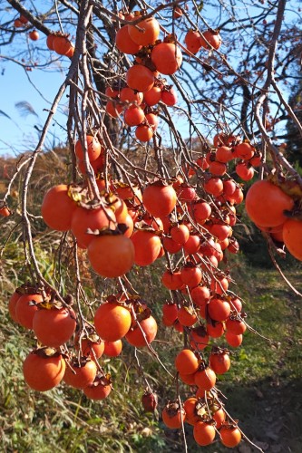 豊作の柿 | 津山市　寺坂さん