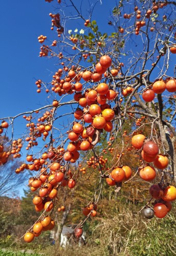 豊作の柿 | 津山市　寺坂さん