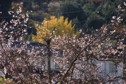 満開の桜と紅葉見頃 | 津山市　小坂さん