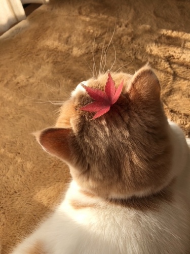 秋だにゃん | 倉敷市　ココひめさん